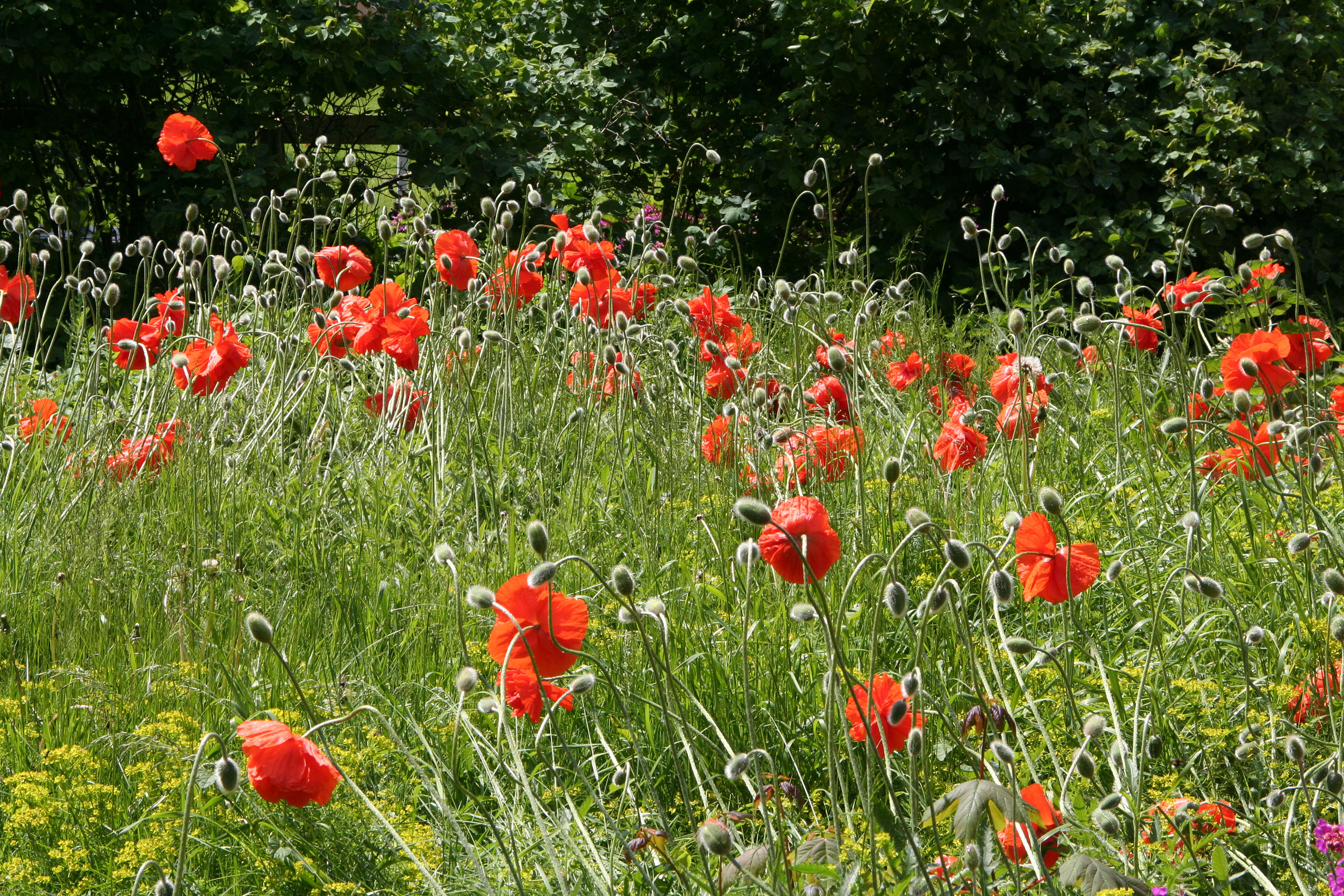 Ameland (2009) Photo by Angela de Geest