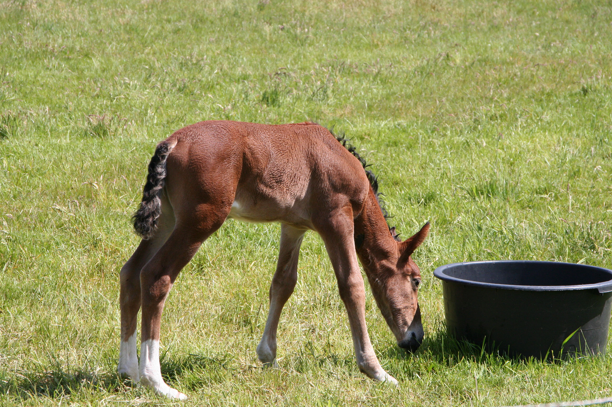 Ameland (2009) Photo by Angela de Geest