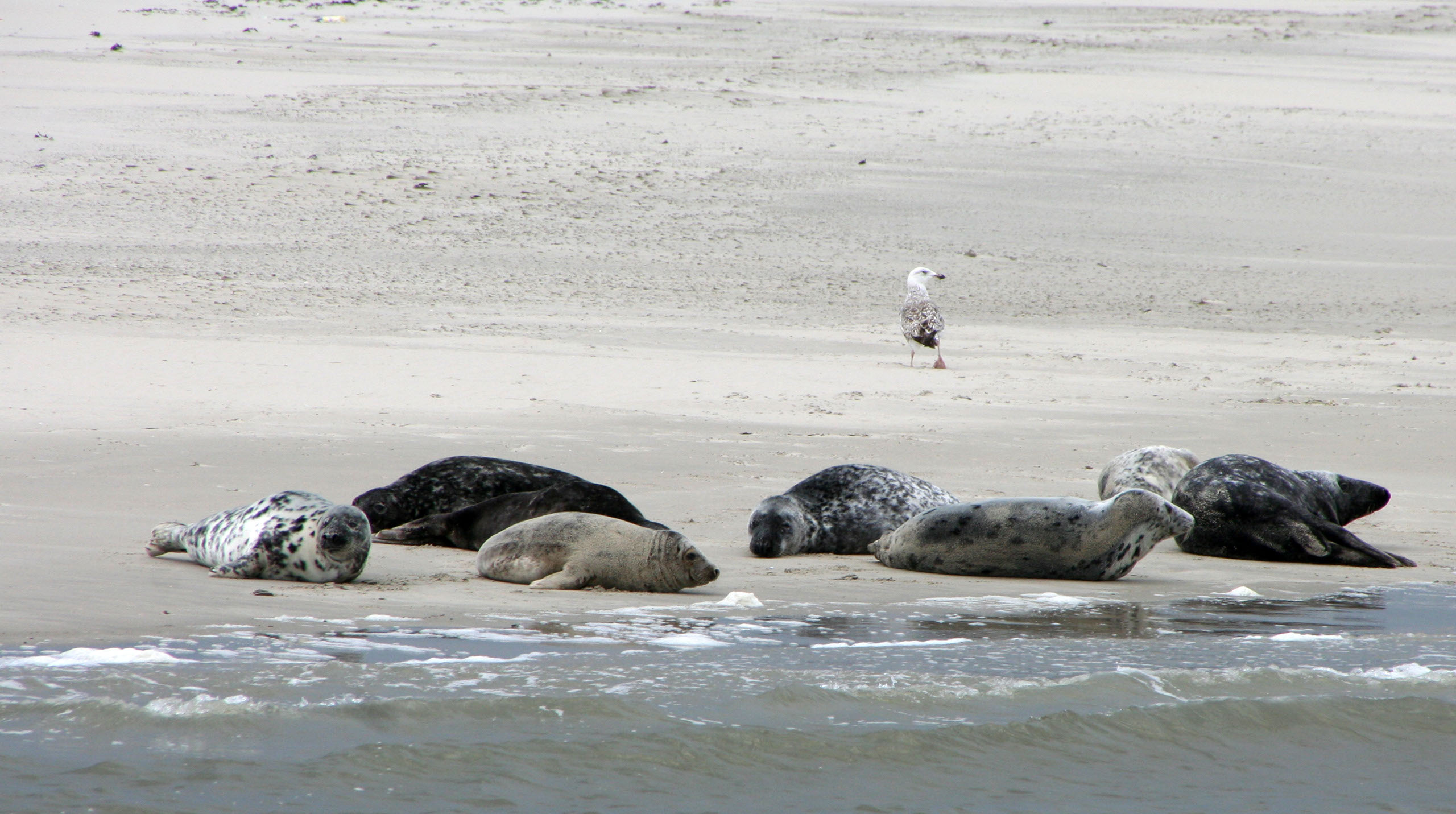 Ameland (2009) Photo by Angela de Geest