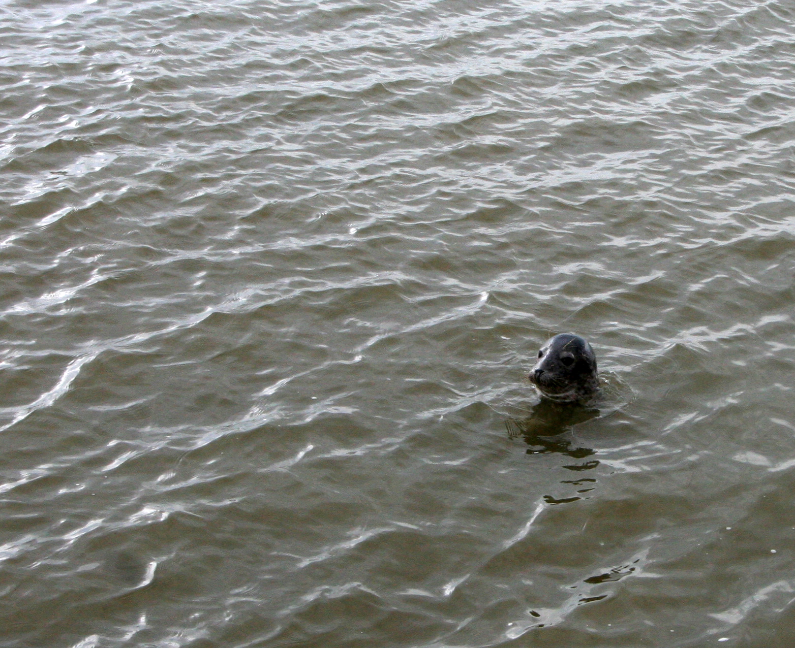 Ameland (2009) Photo by Angela de Geest
