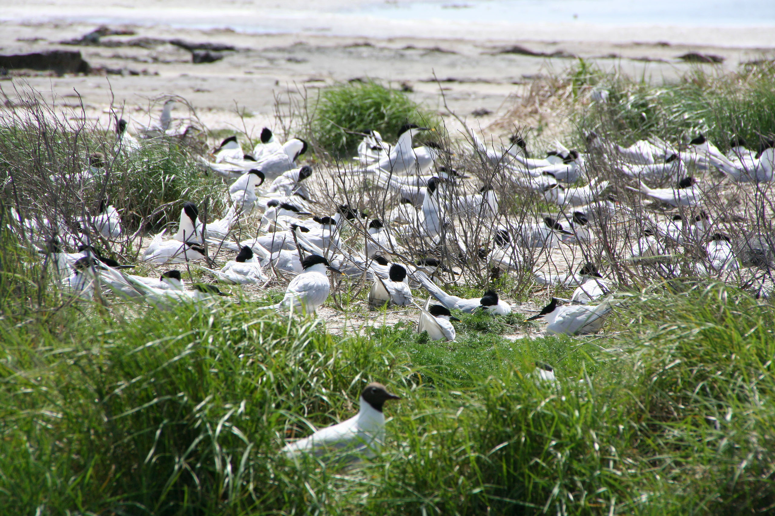 Ameland (2009) Photo by Angela de Geest