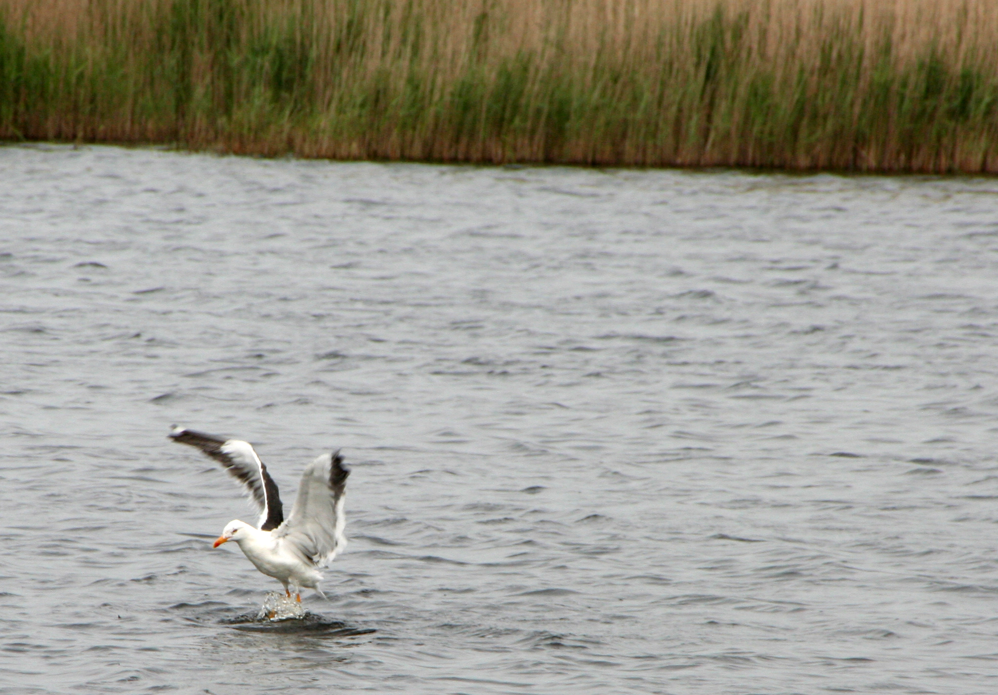 Ameland (2009) Photo by Angela de Geest