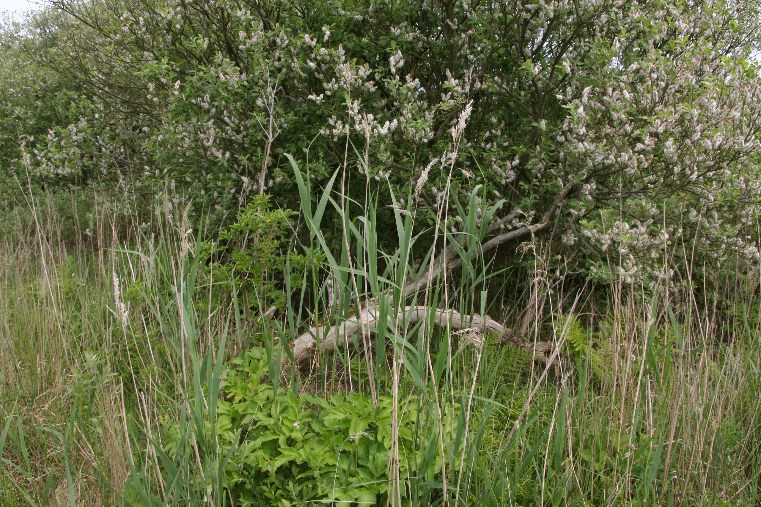 Ameland (2009) Photo by Angela de Geest