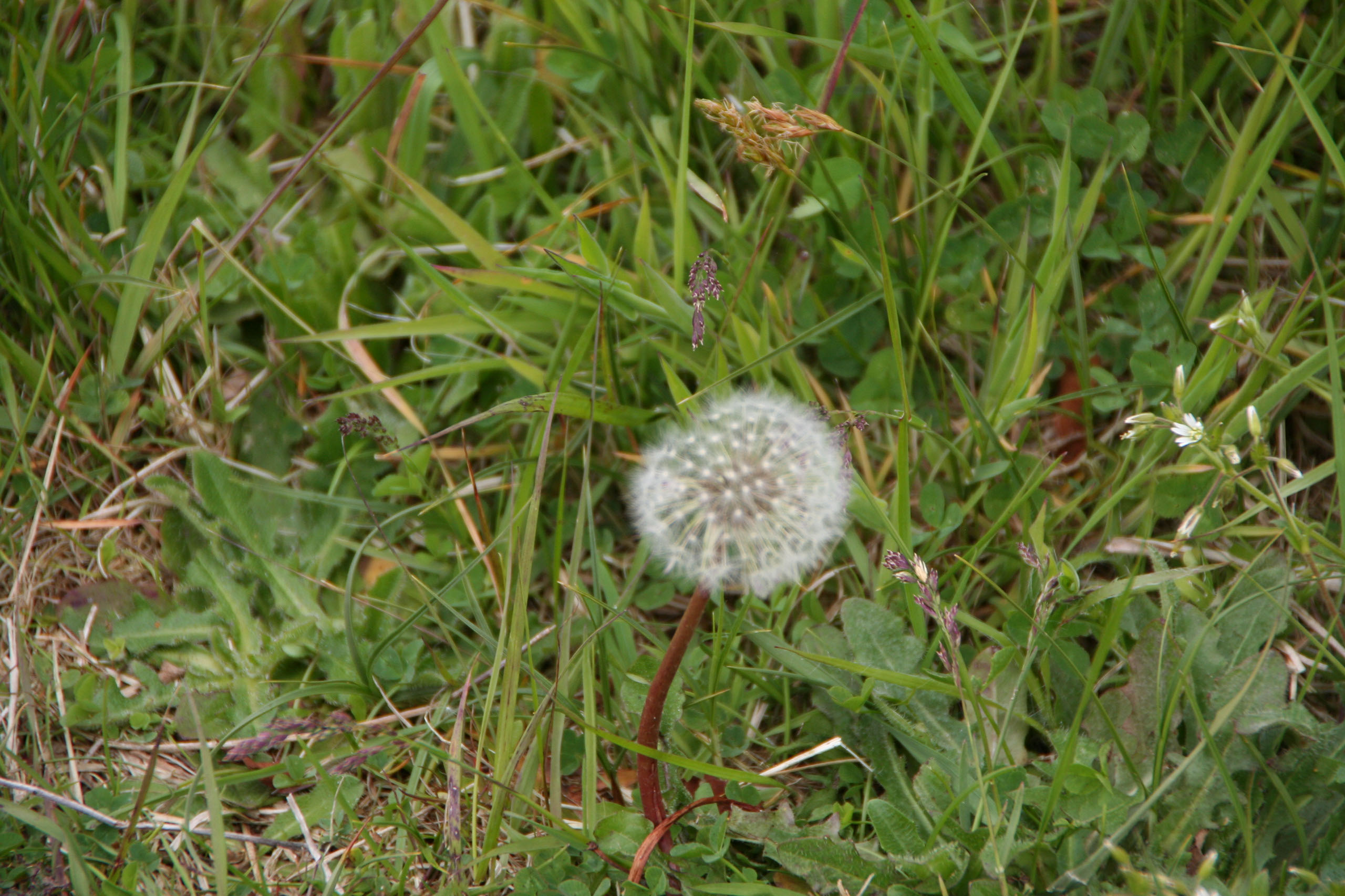 Ameland (2009) Photo by Angela de Geest