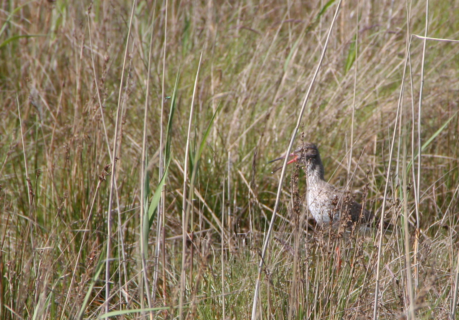 Ameland (2009) Photo by Angela de Geest