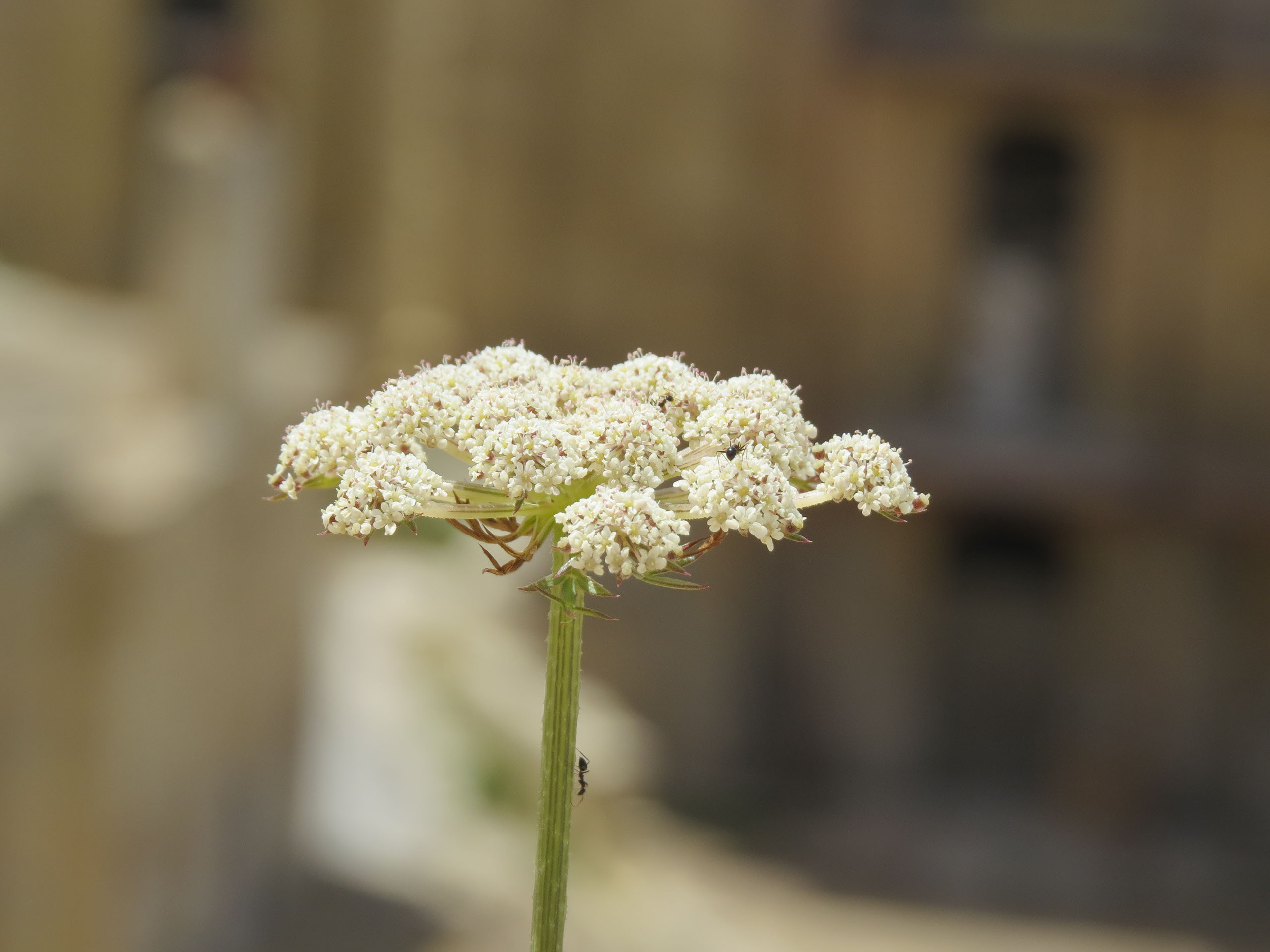 Malta, Valetta (2018), fotografie Angela de Geest