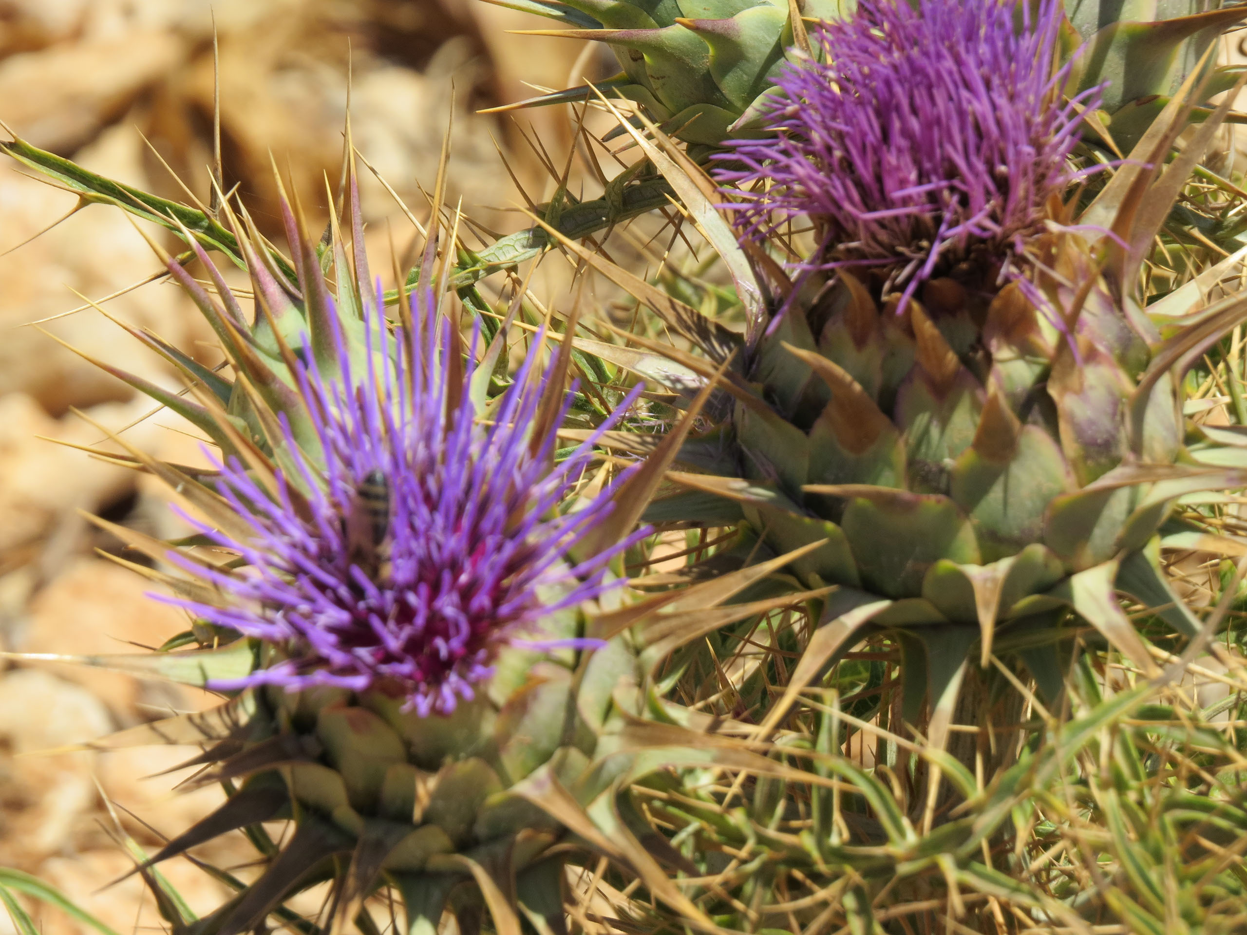 Malta, Valetta (2018), fotografie Angela de Geest